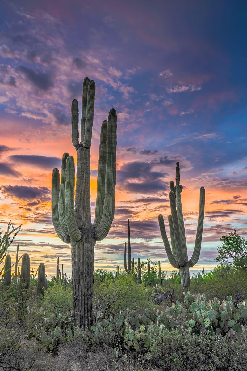 Saguaro Cactus