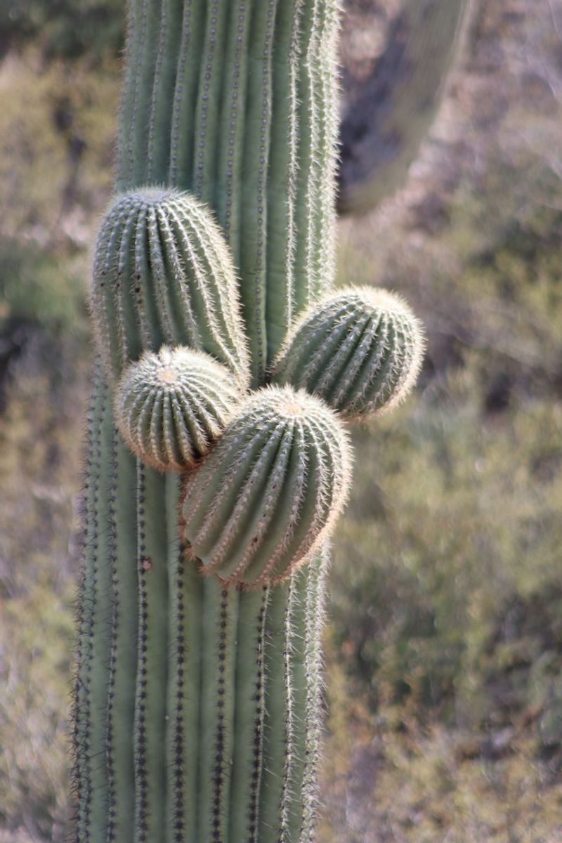 Saguaro Cactus