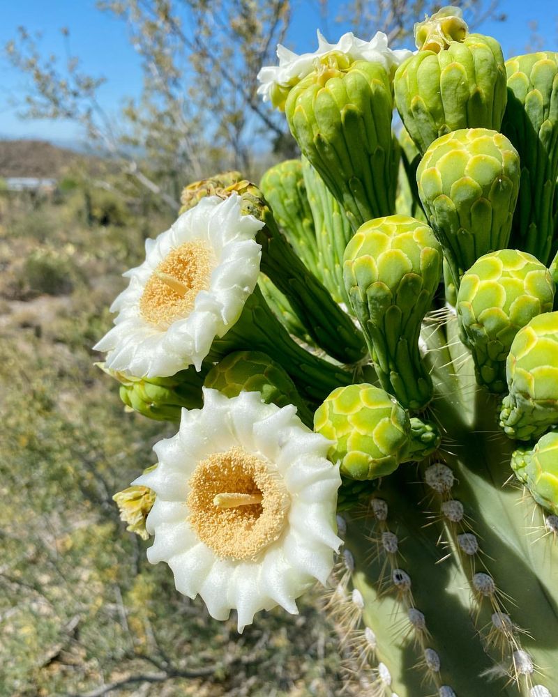 Saguaro Cactus Blossom - Arizona