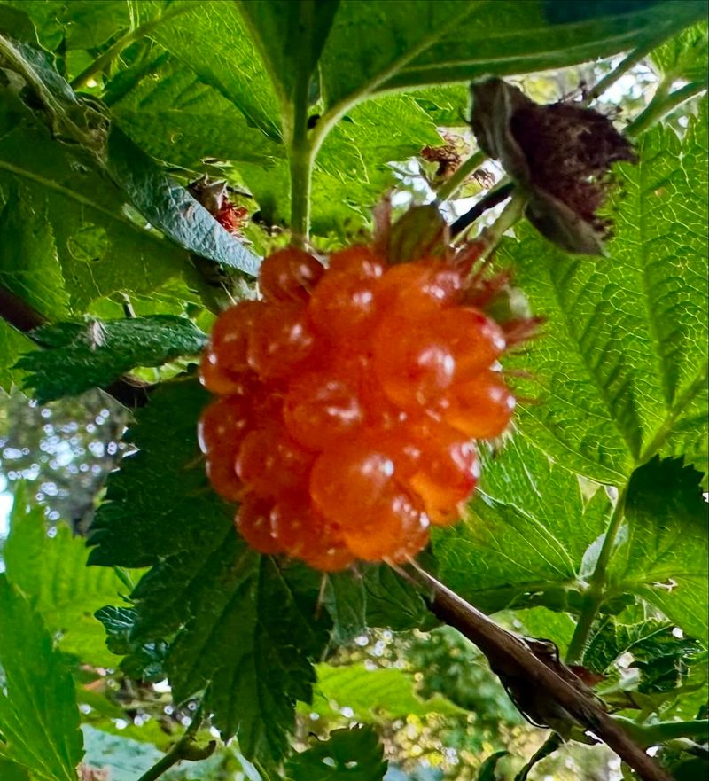 Salmonberry