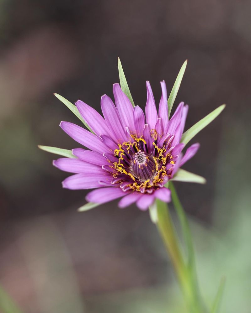 Salsify