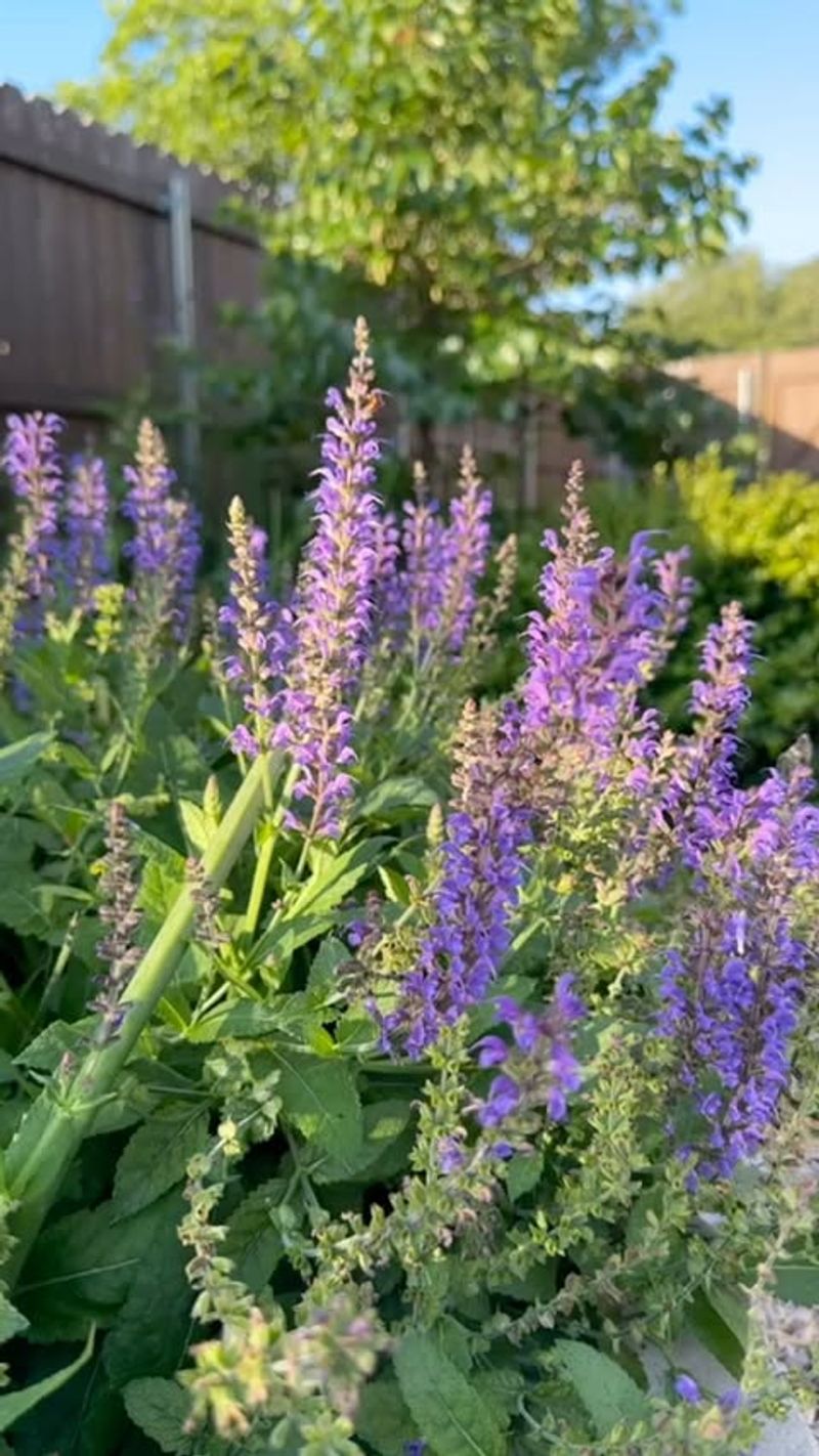 Salvia