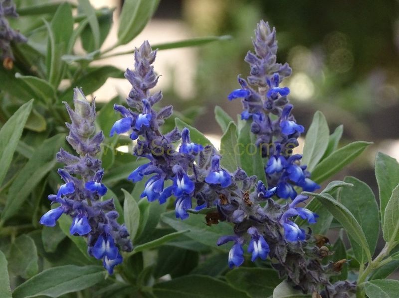 Salvia