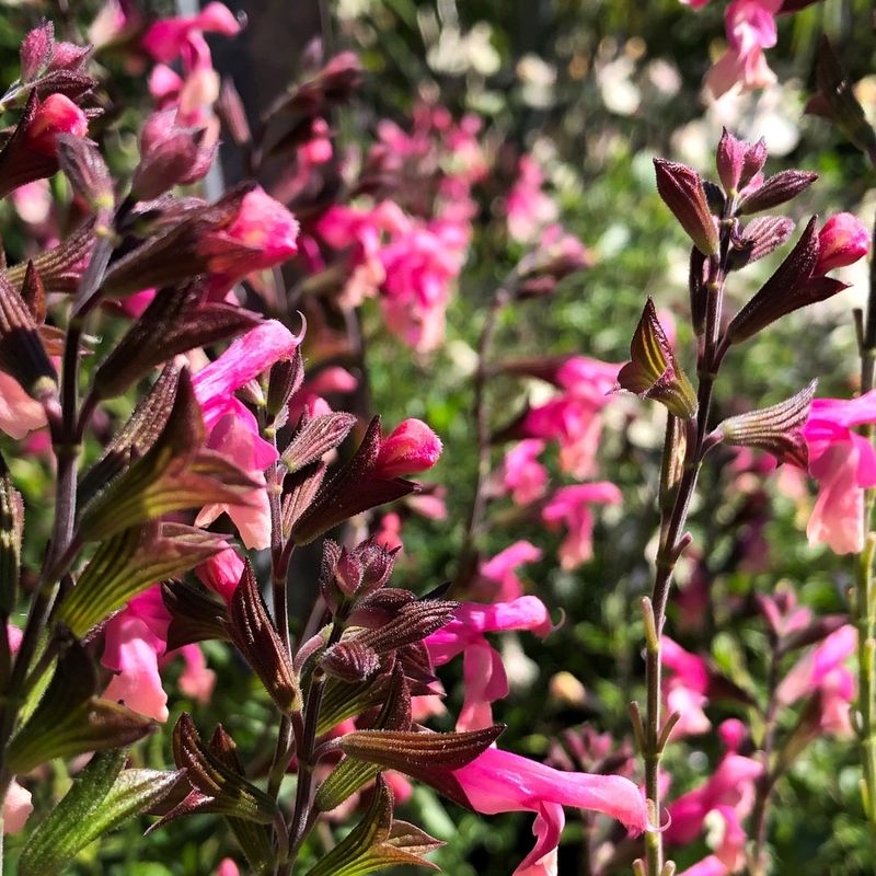 Salvia