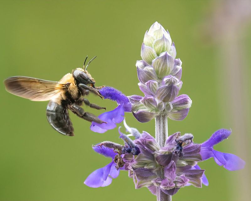 Salvia