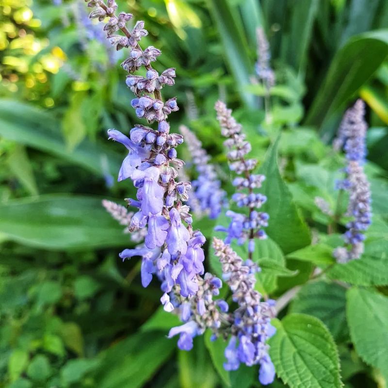 Salvia