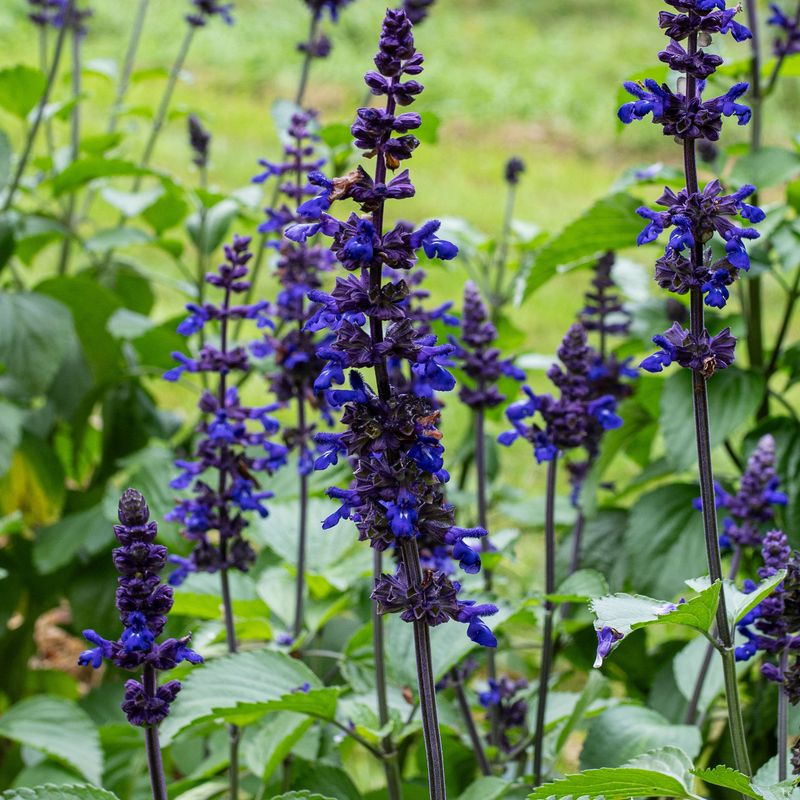 Salvia