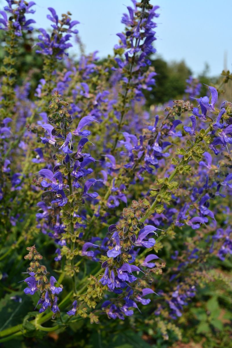 Salvia