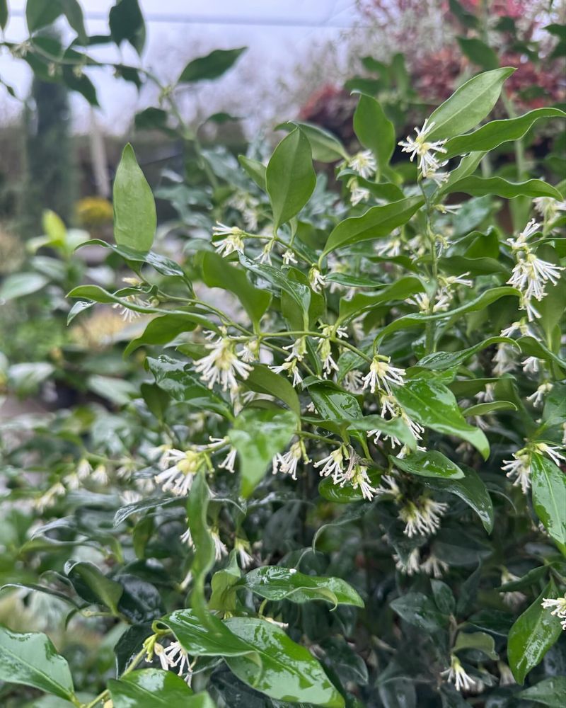 Sarcococca