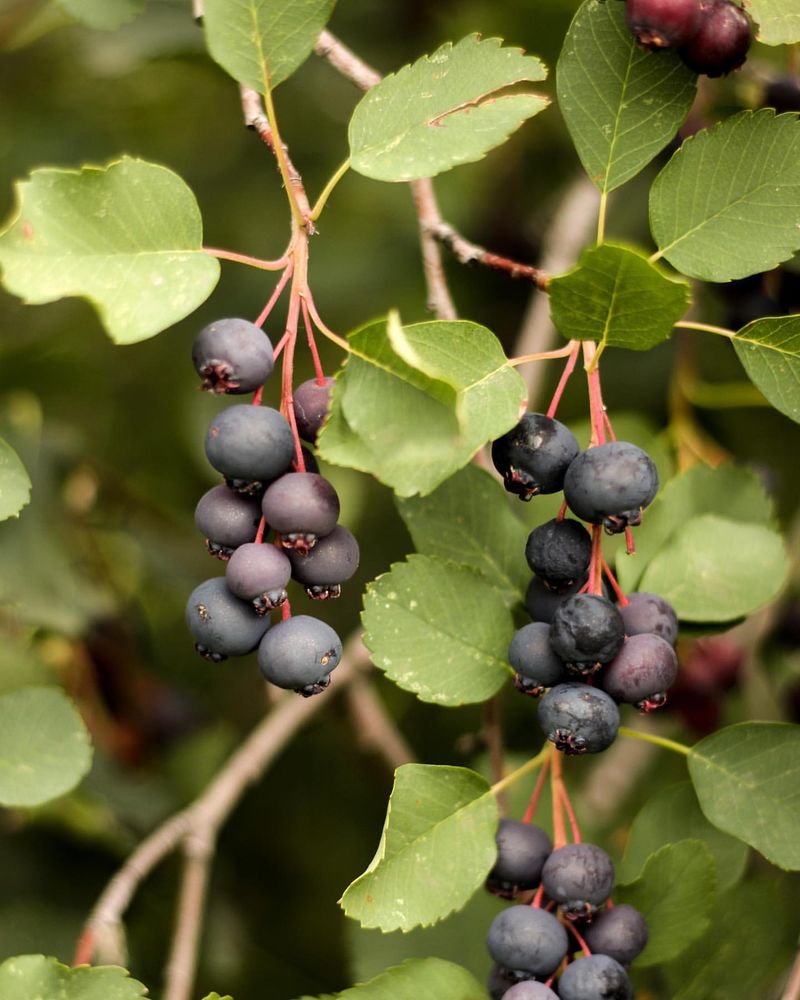 Saskatoon Berry