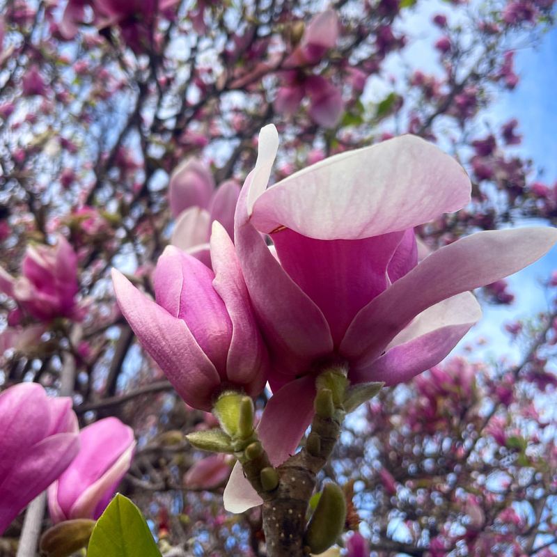 Saucer Magnolia