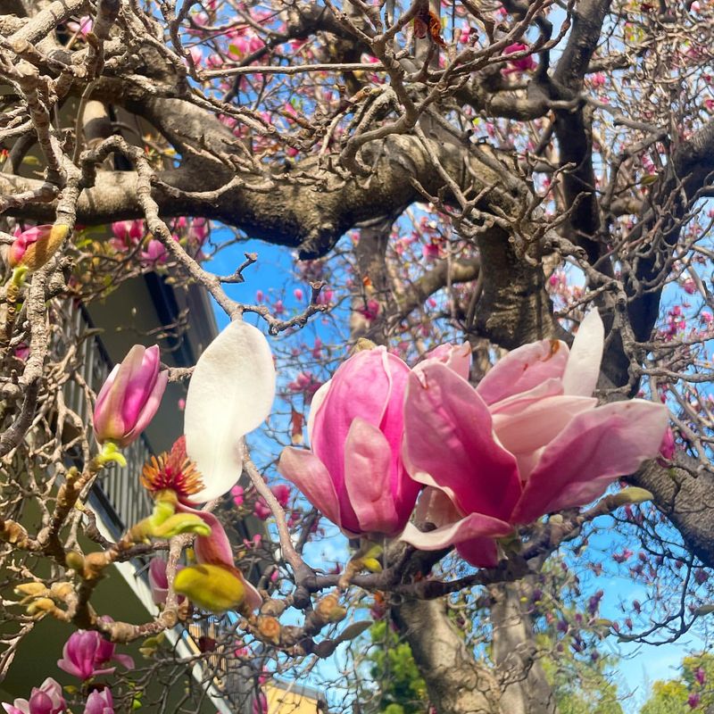 Saucer Magnolia