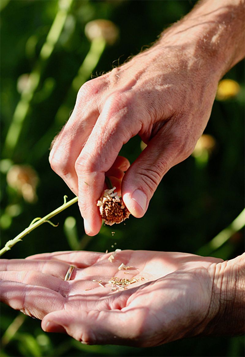 Saving Seeds