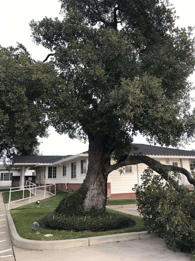 Sawtooth Oak