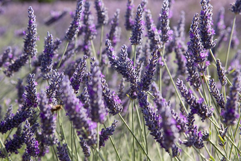 Sawyers Lavender