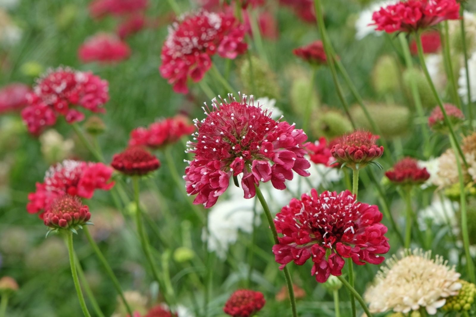 Scabiosa