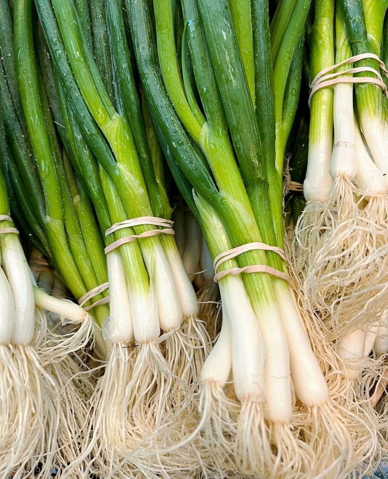 Scallions