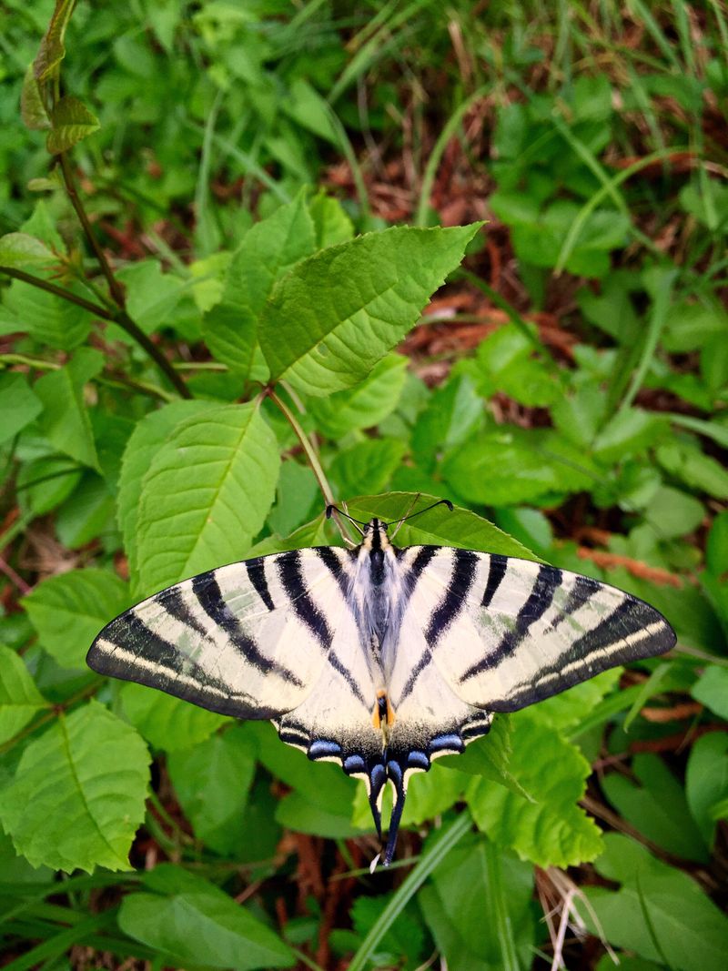 Scarce Swallowtail Butterfly