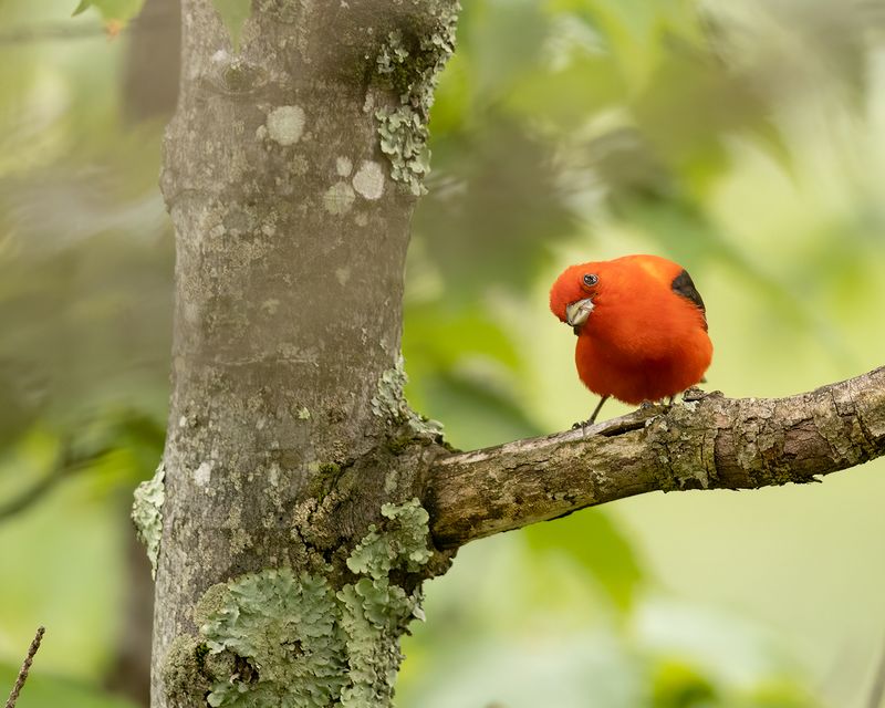 Scarlet Cardinal