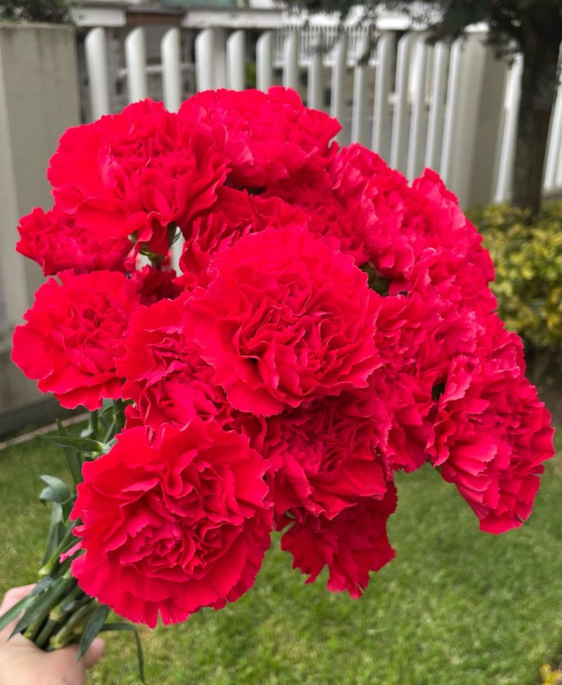 Scarlet Carnation - Ohio