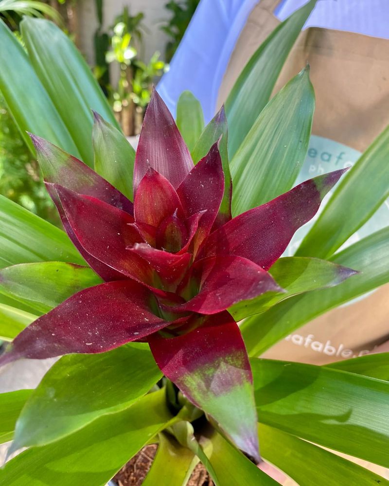 Scarlet Star Bromeliad