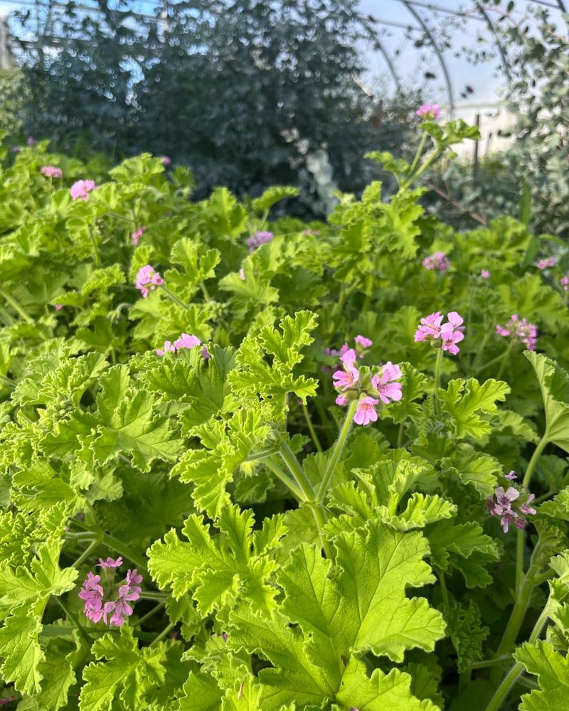 Scented Geranium