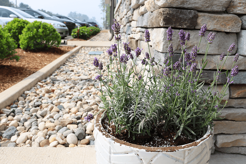 Scented Lavender Pots