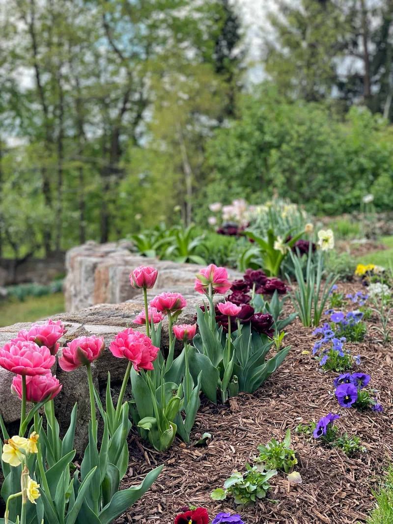 Scented Plant Borders