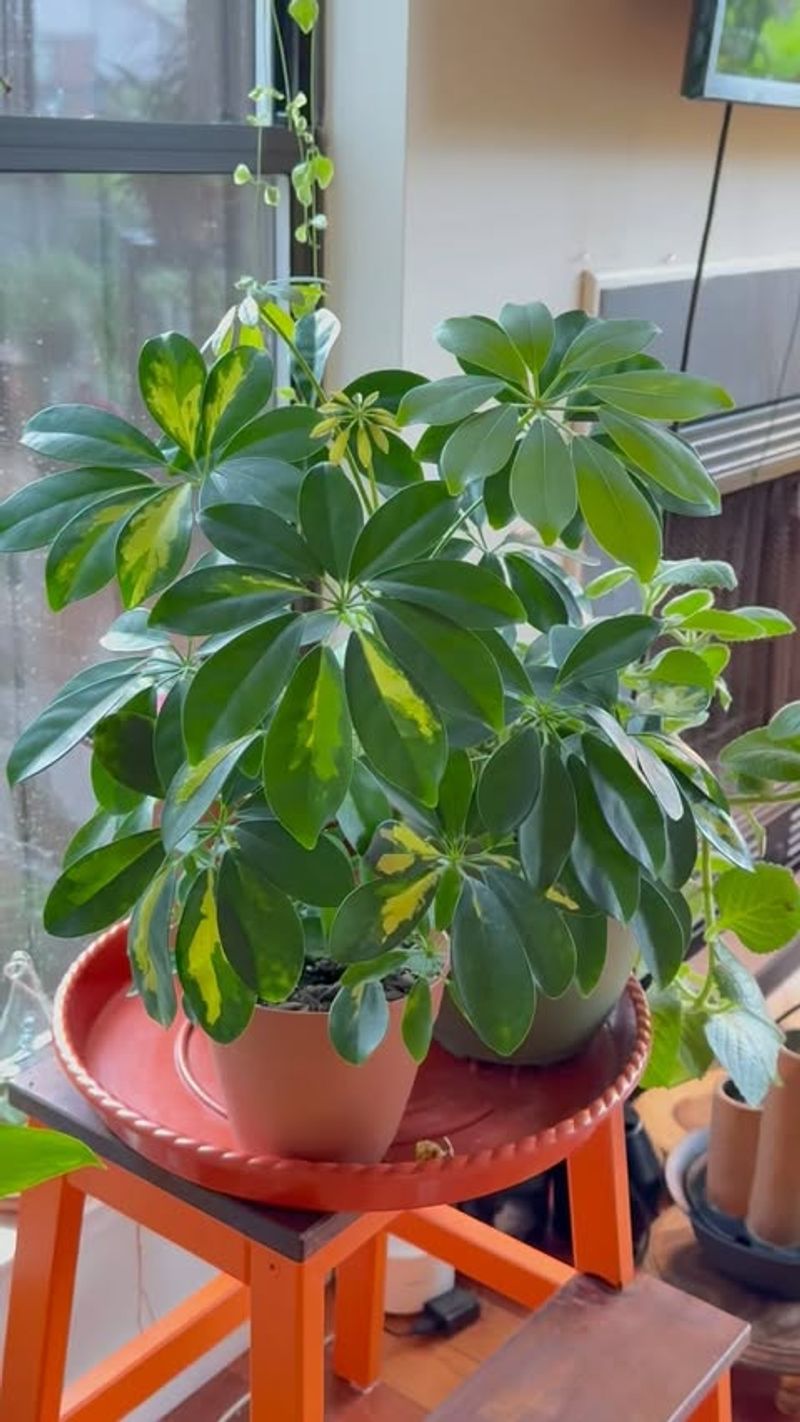 Schefflera