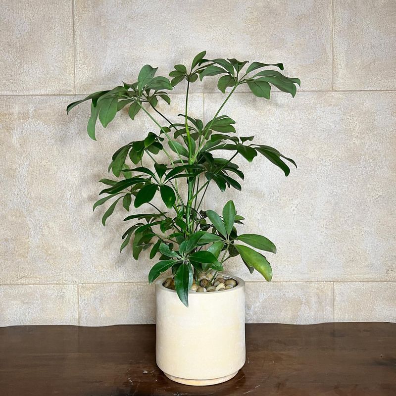 Schefflera