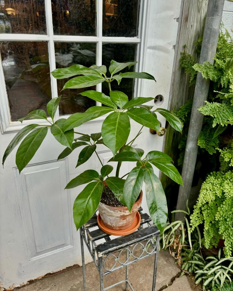 Schefflera