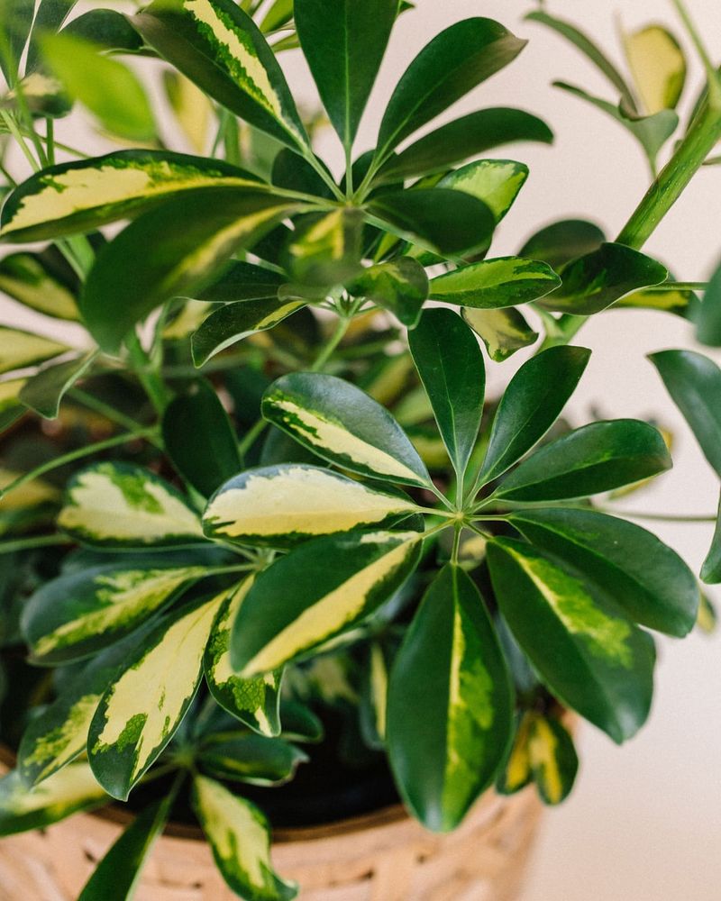 Schefflera (Umbrella Plant)