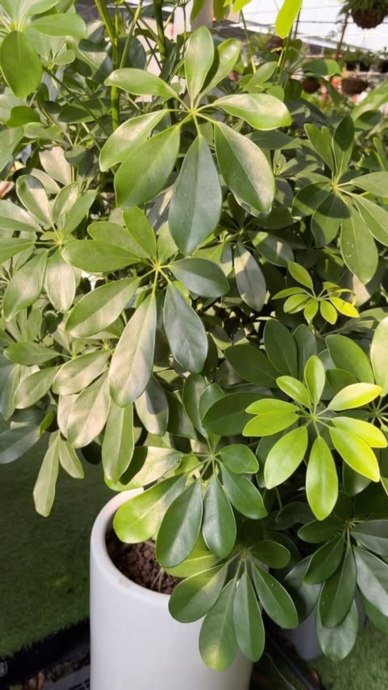 Schefflera (Umbrella Plant)