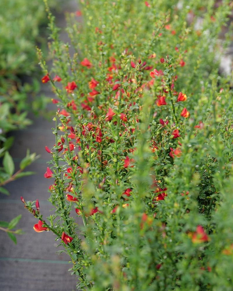 Scotch Broom