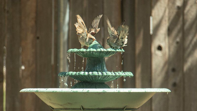 Sculptural Bird Bath