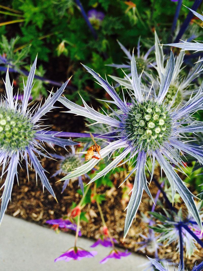 Sea Holly