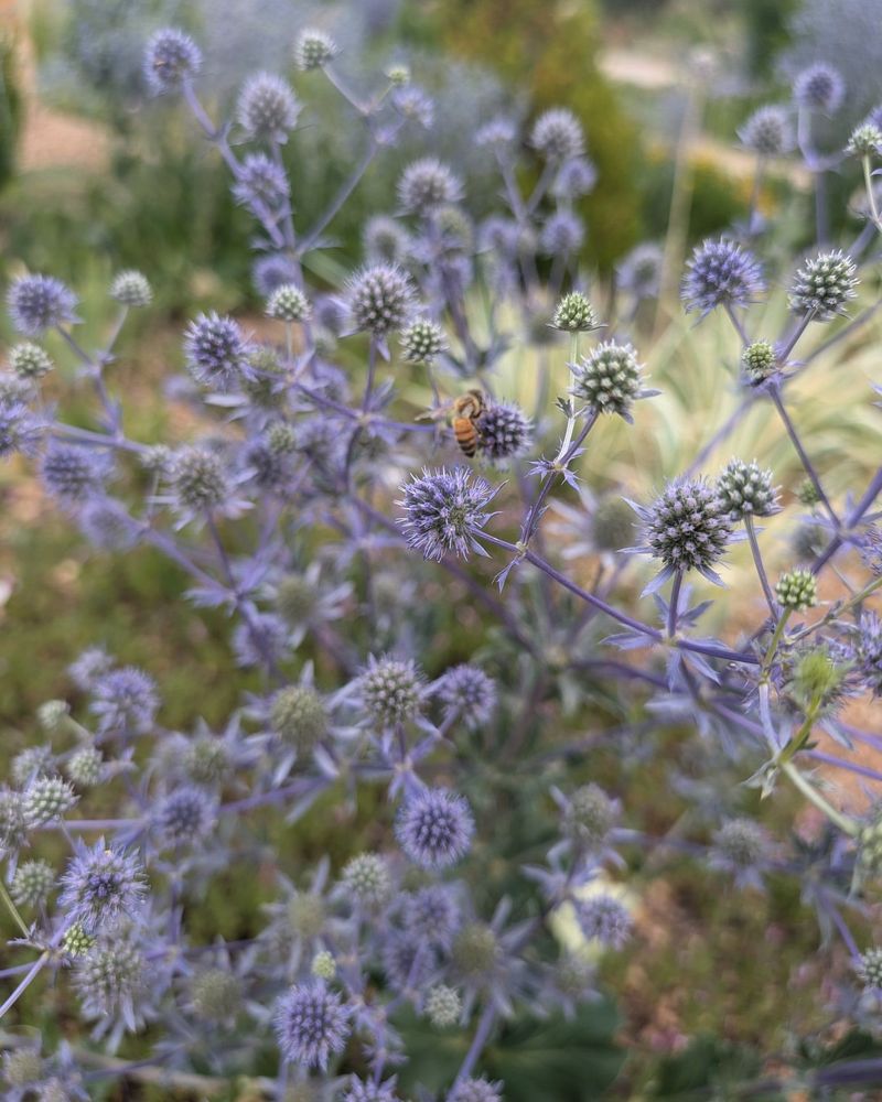 Sea Holly