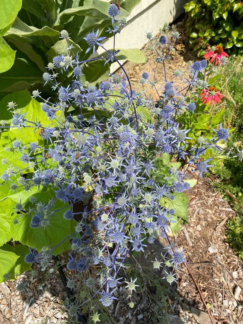 Sea Holly