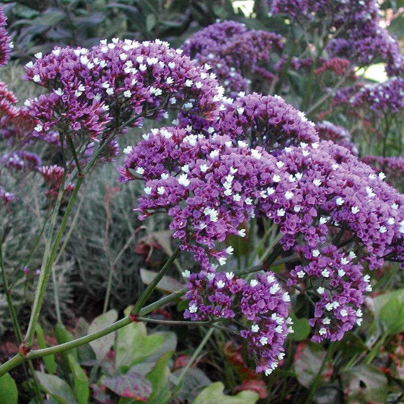 Sea Lavender