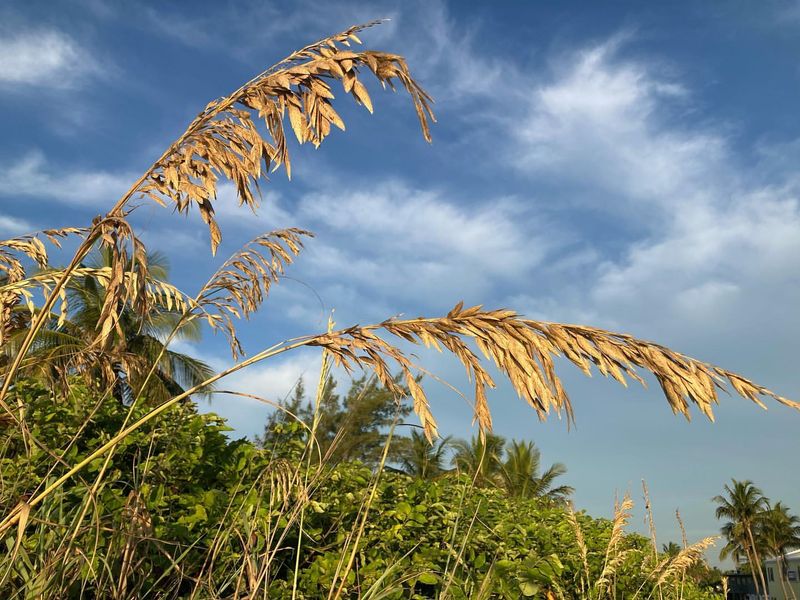 Sea Oats