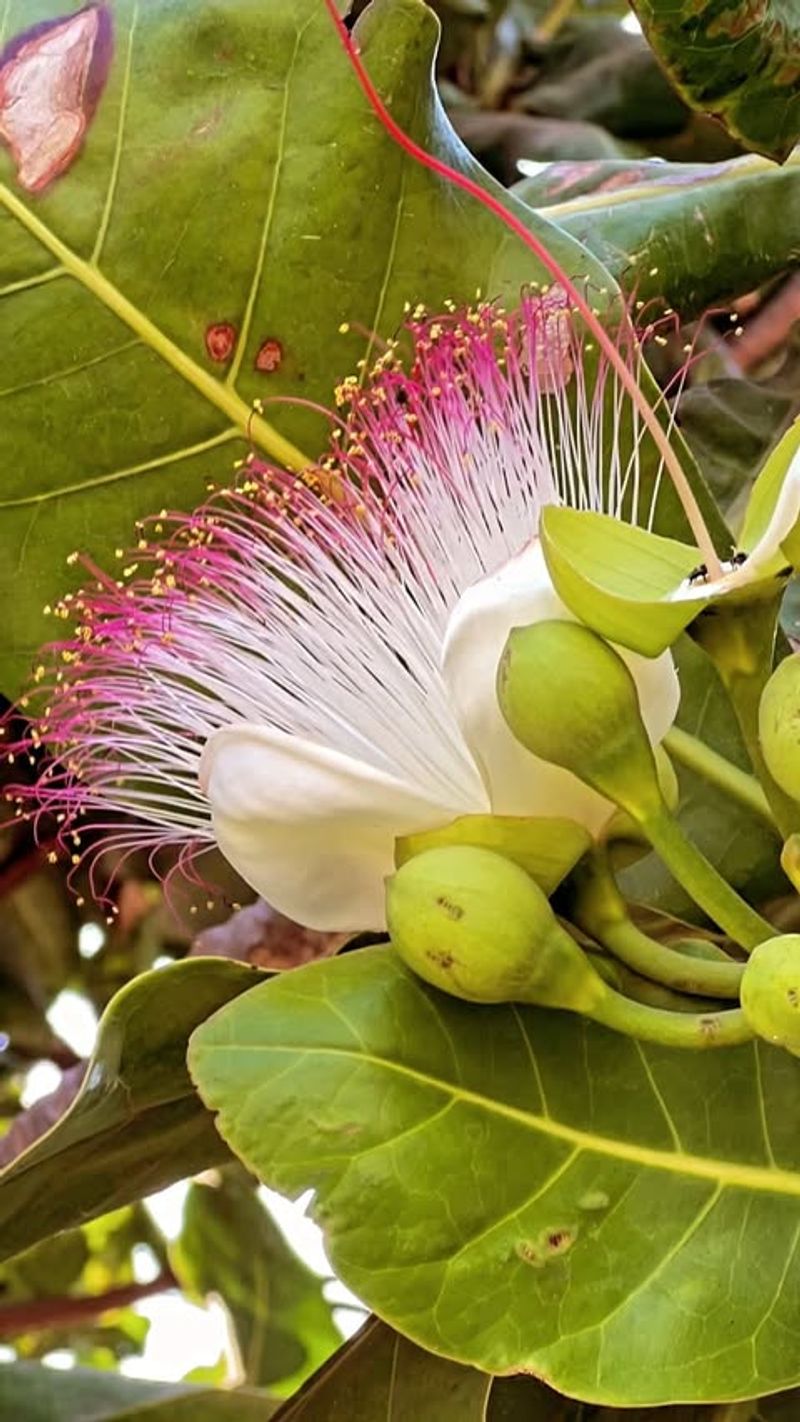 Sea Poison Tree