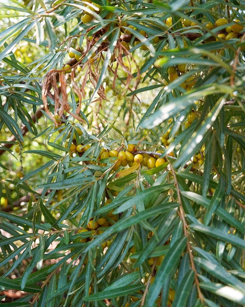 Seaberry Shrub