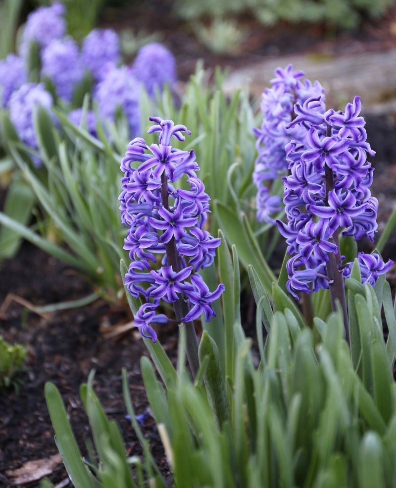 Seasonal Blooms