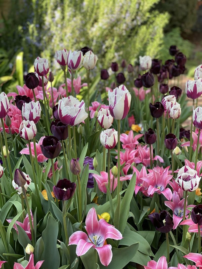 Seasonal Bulb Garden