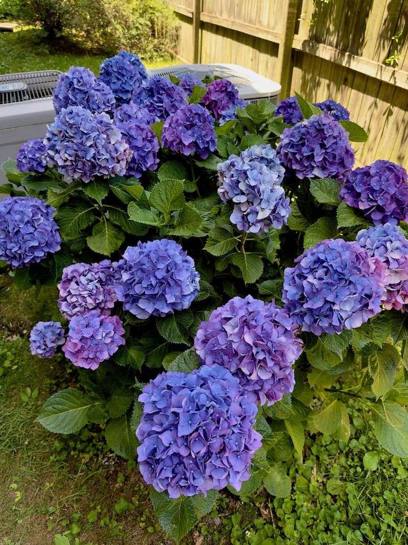 Seasonal Interest with Hydrangeas