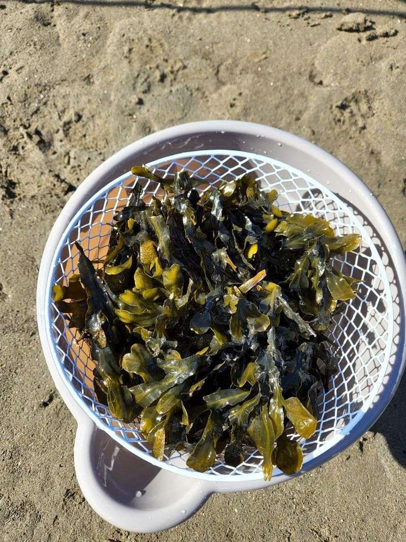 Seaweed