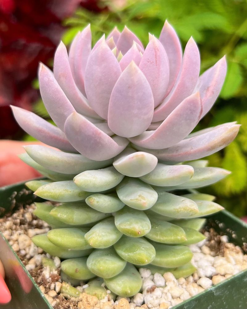 Sedeveria 'Lilac Mist'