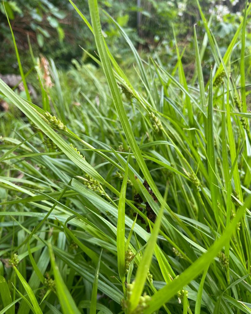 Sedge Grass