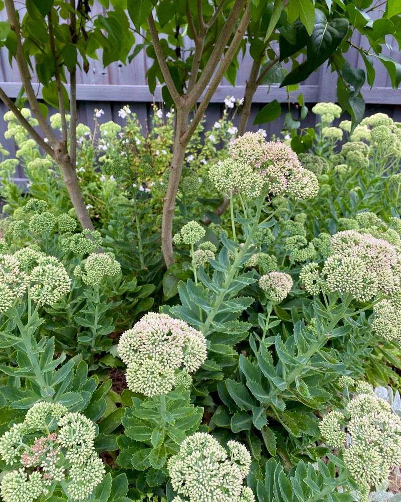 Sedum