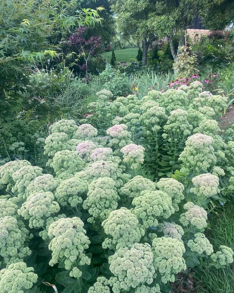 Sedum